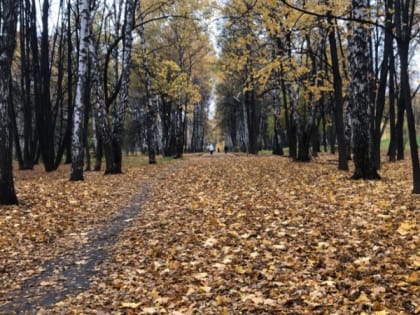 13 ноября в Мордовии ожидаются дожди и до +11