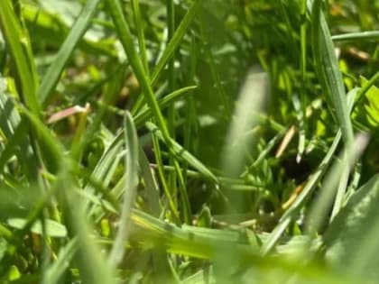 В Мордовии от укусов клещей пострадали почти 400 человек