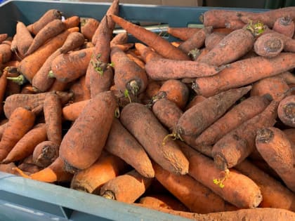 Почему морковь вырастает корявой