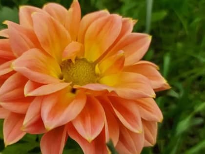 Чем подкормить георгины для пышного цветения 