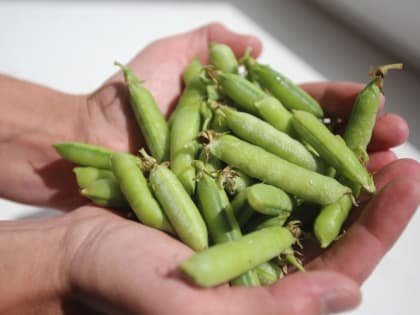 Какой горох сажать летом 