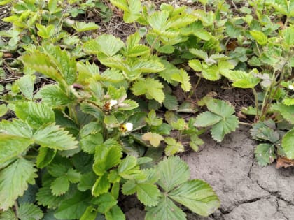 Осенние подкормки для ягодных и плодовых растений