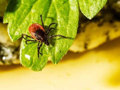 В Мордовии в снятых с людей клещах были обнаружены боррелии