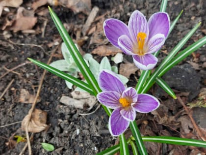 Когда сажать луковичные цветы осенью и как правильно это делать