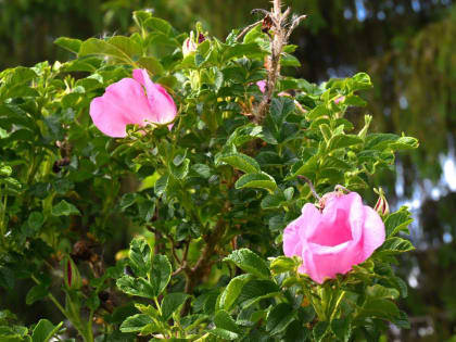 Объявлена высокая пожарная опасность лесов