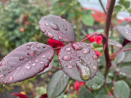 На Мордовию надвигаются грозовые дожди 