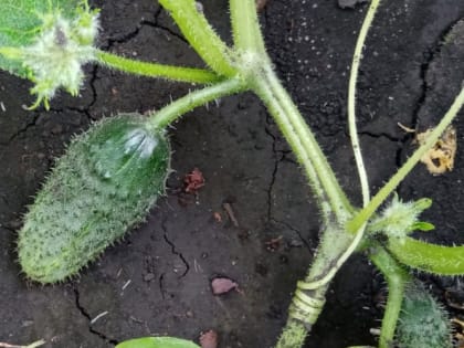 Как правильно посадить огурцы