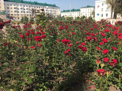 Эксперты раскрыли секреты красивого розария 