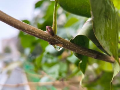 Защита деревьев от грызунов в зимний период