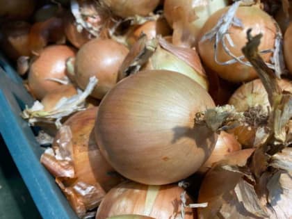 Пока на улице солнечно, спешите выкопать лук