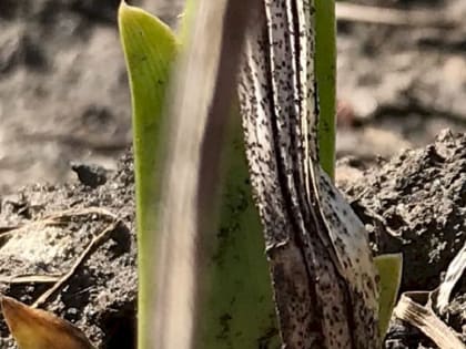 Когда сажать гладиолусы в открытый грунт весной: благоприятные дни в 2023 году