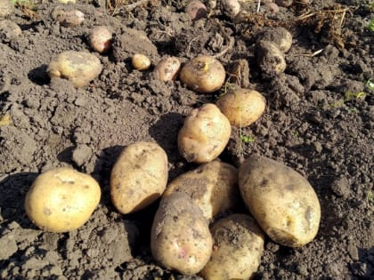 Проблемы с картофелем: жаркая погода и её последствия
