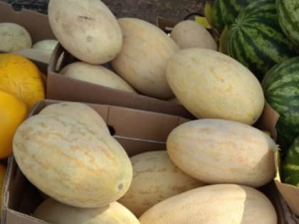 Как правильно и когда сеять дыни 