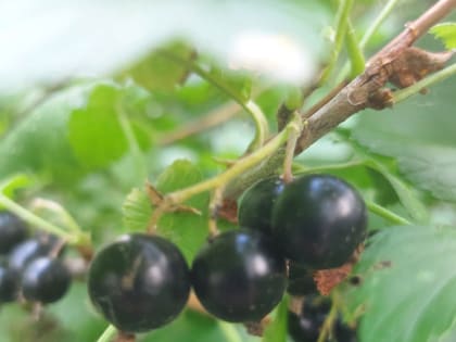 Обрежьте весной смородину и крыжовник так — растения скажут вам спасибо