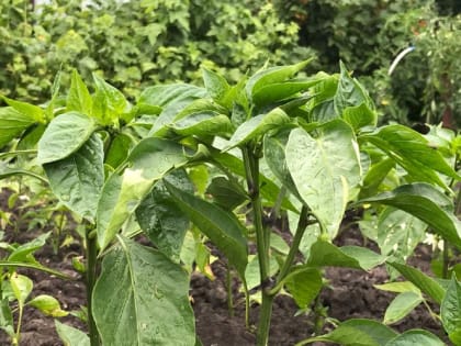 Когда высаживать рассаду перца в открытый грунт: лучшие дни в 2024 году