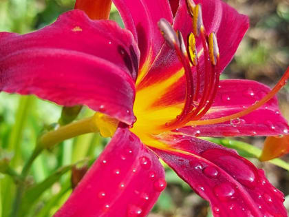 Что делать, если купили корневища лилейников уже с ростками