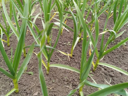 Понадобится пластиковая бутылка: раскрыт простой способ полива грядок для увеличения урожайности