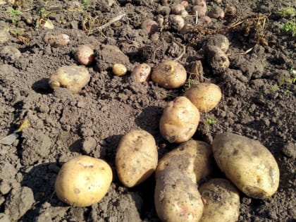 Как избавиться от проволочника и не допустить его на грядки