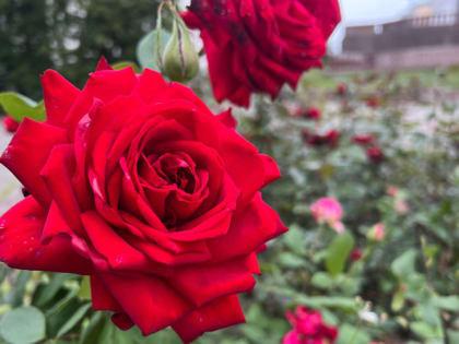 Жителей Мордовии 18 июля ждет хорошая погода