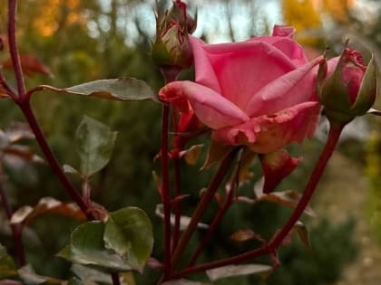 Как правильно обрезать розы весной, чтобы они зацвели в этом году