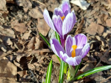 Лунный календарь садовода и огородника на апрель 2023 года