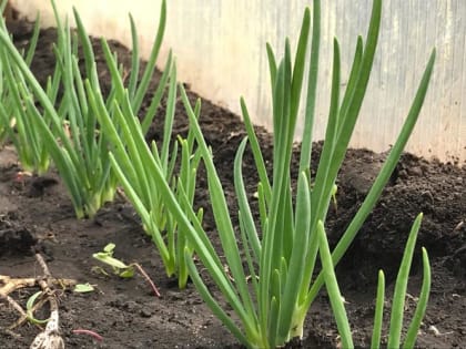 В начале зимы самое время запастись на весну севком