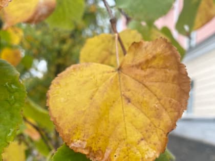 С 16 по 19 сентября местами на территории Мордовии сохранится высокая (4 класс) пожарная опасность лесов