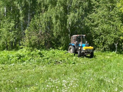 В Саранске продолжается покос борщевика Сосновского