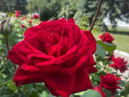 Чем подкормить розы в июле 