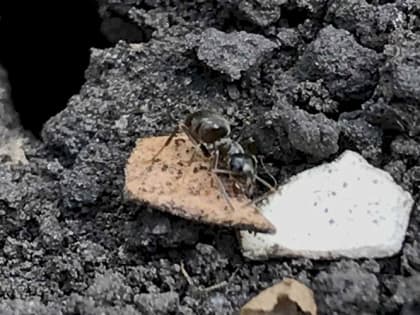 Как избавиться от муравьев в огороде и цветнике без химии