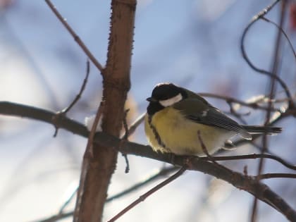 Синоптики рассказали о погоде в Мордовии в начале рабочей недели 