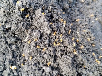 Как избавиться от муравьев и тли: простой способ без всякой химии