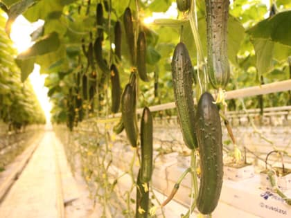 Как избавиться от мучнистой росы на огурцах