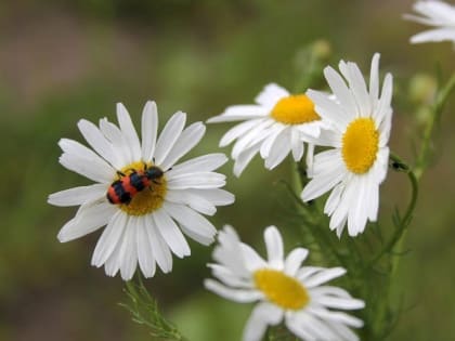 Синоптики рассказали о погоде в Мордовии в начале новой рабочей недели