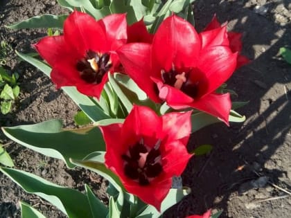 Можно ли сажать тюльпаны весной