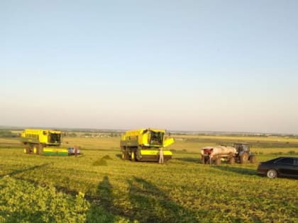 В Мордовии стартовала уборка зеленого горошка