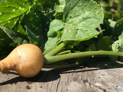 Чем полезна брюква и когда ее сажать