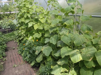 Лучшая подкормка для обильного урожая огурцов