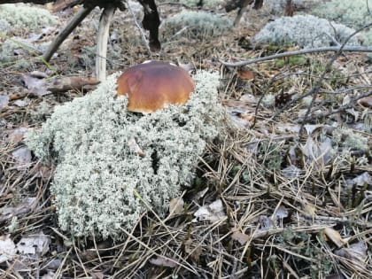 В Мордовии пять человек отравились грибами