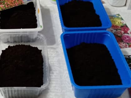 Сроки уходят: что нужно посеять на рассаду прямо сейчас