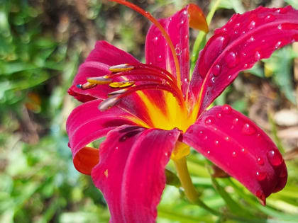 Как сохранить луковицы лилии с ростками до посадки