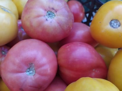 10 нелюбимых вещей у помидоров 