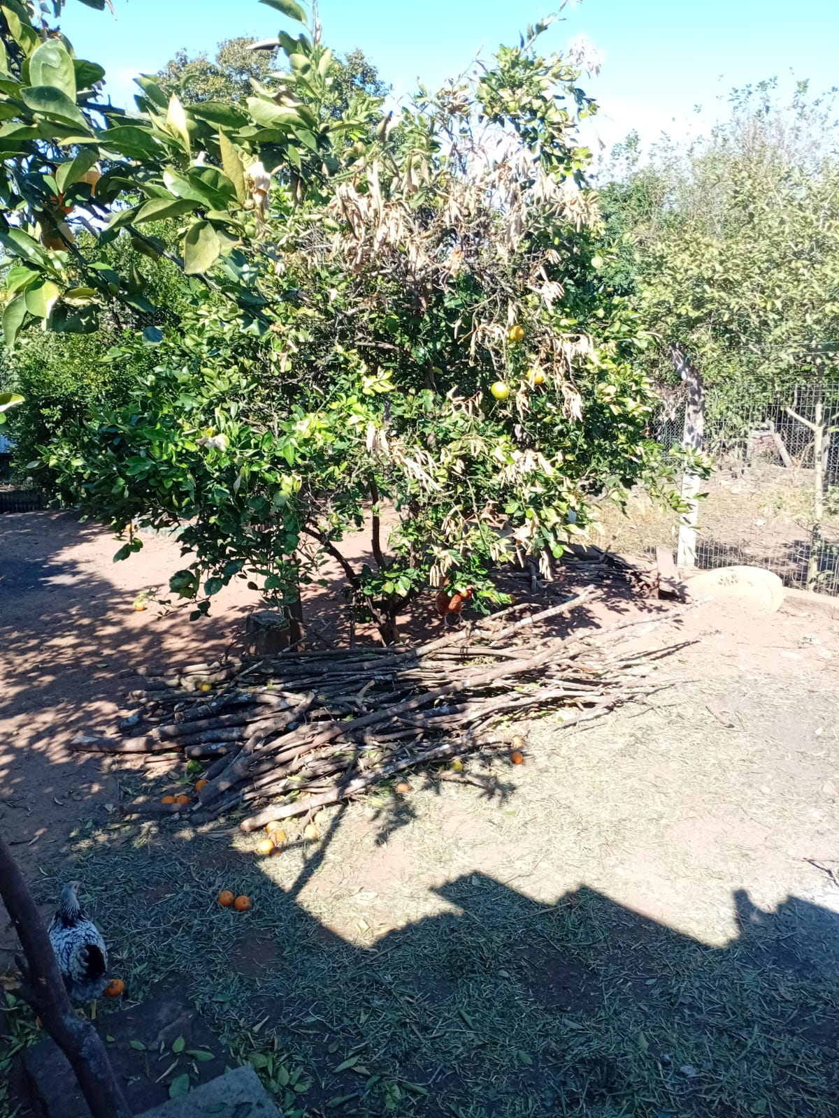 Casa em Capela de Santana