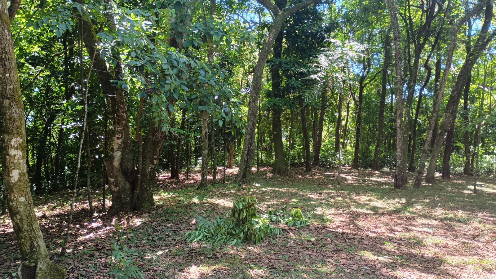 Chácara com vista privilegiada em Estância Velha
