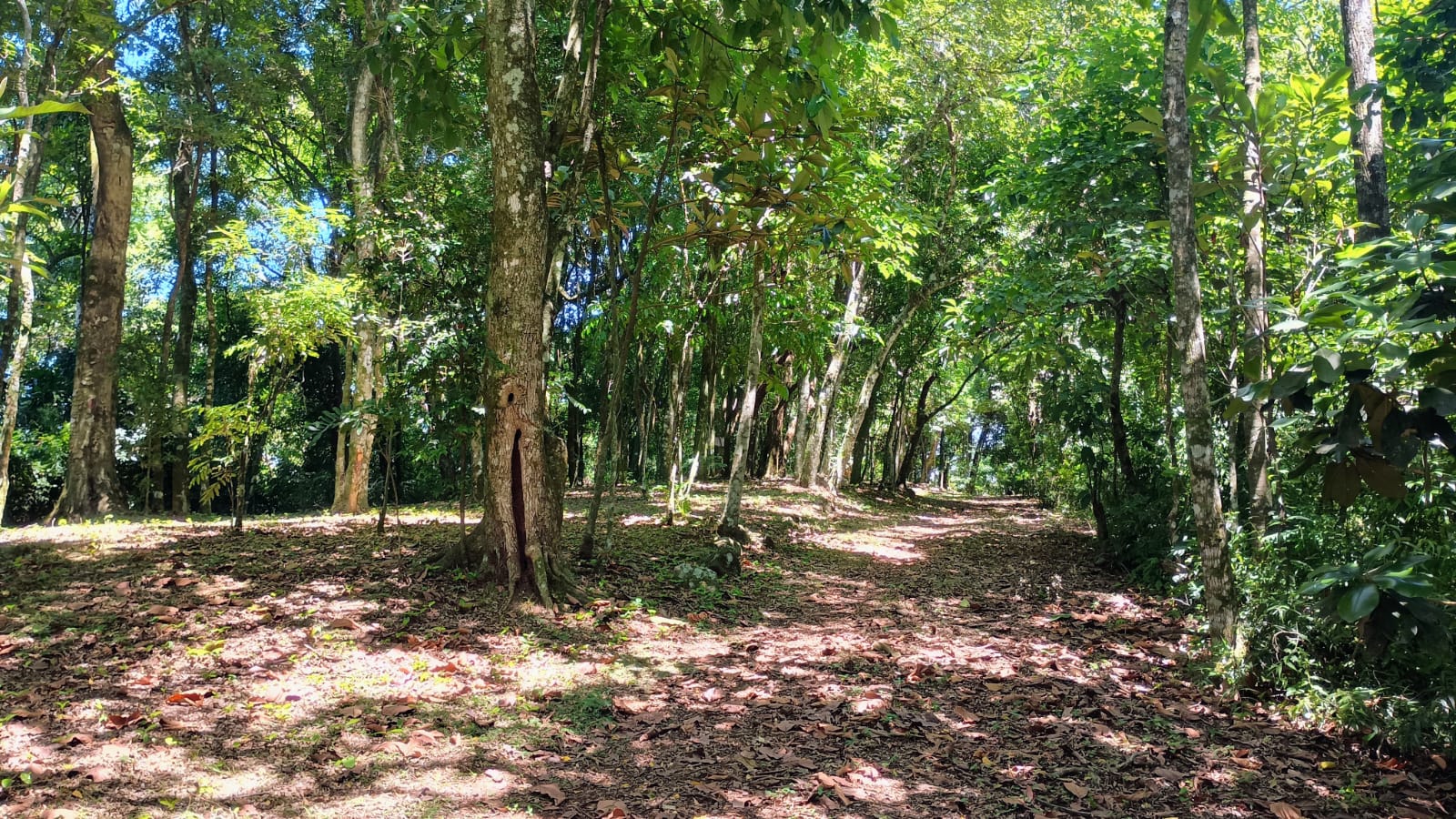Chácara com vista privilegiada em Estância Velha