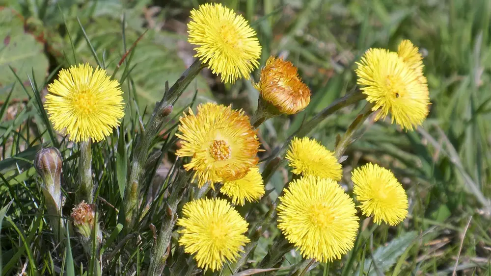 Coltsfoot – edible and medicinal wild plant