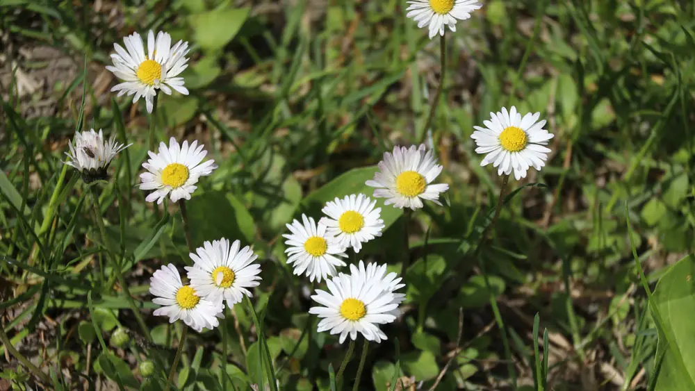 Daisy – edible and medicinal wild plant