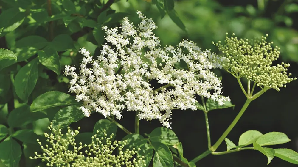 Elderflower – edible and medicinal wild plant