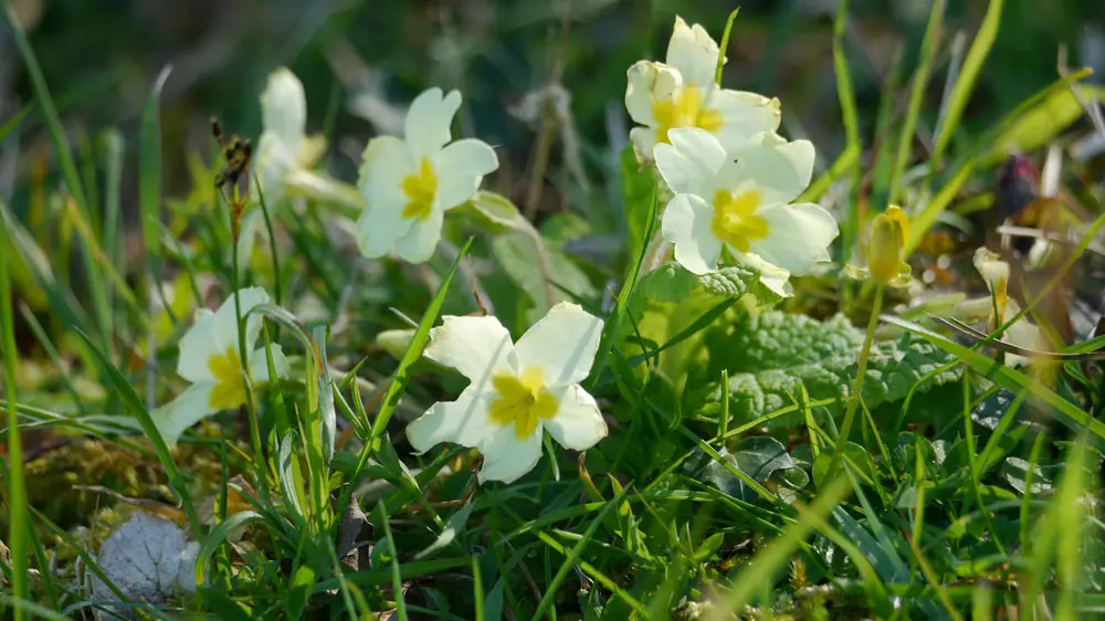 Primrose – edible and medicinal wild plant