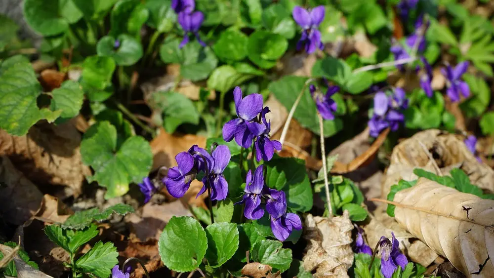 Sweet Violet – edible and medicinal wild plant